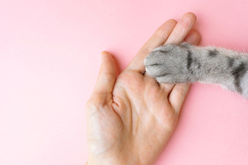 Gray striped cat's paw and human hand on a pink background. The concept of friendship of a man with a pet, caring for animals. Minimalism, feed on top, place for text. - obrazy, fototapety, plakaty