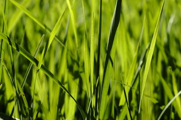 lush vibrant green grass in bright sunlight