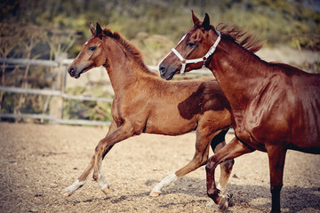 Red foal with an asterisk on his forehead run in the levada.