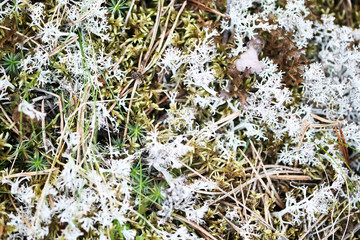 bright beautiful moss on the ground