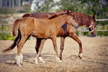Red colt with white legs with a red mare