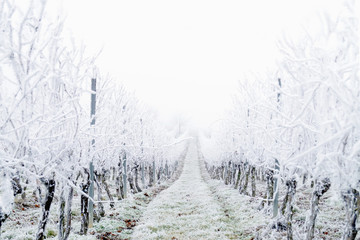 Snow covered vineyard in the winter after a freezing rain storm in winter and on one day with a fog. Winter frosty vineyard landscape covered by white flake ice.
