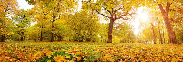 trees with multicolored leaves on the grass in the park