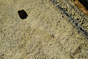 twisted rusty iron nails in an old wooden peeling surface