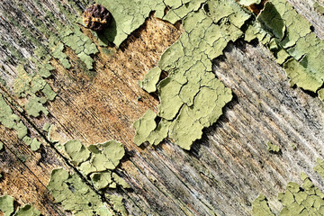 twisted rusty iron nails in an old wooden peeling surface