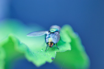 Mosca - Fly