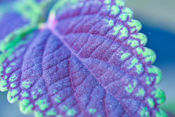 Hojas macro