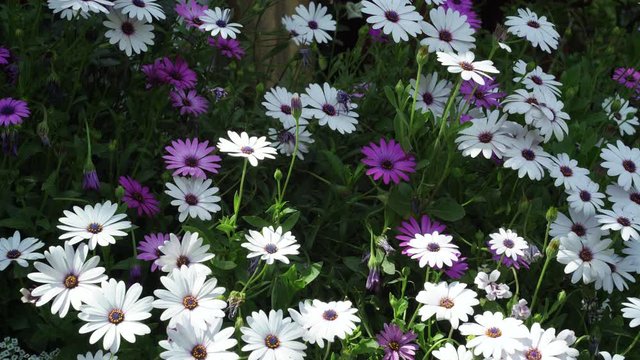 African daisies Flowers. A shot of white and purple African daisies in the spring. beautiful blooming flowers.