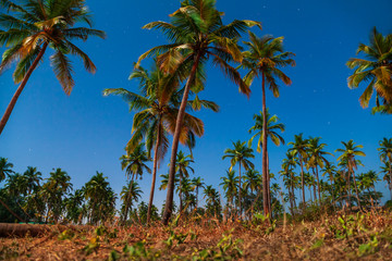 Palms in Goa at sunset