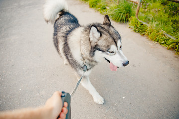 Husky dog malamute on leash, walk along the street