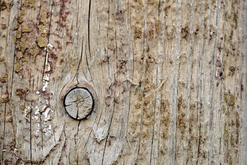 knots on an old wooden surface. wood texture. the background.