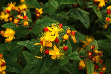 Gelbe Blüten des Johanniskrautes, Hypericum perforatum - obrazy, fototapety, plakaty