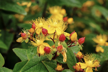 Gelbe Blüten des Johanniskrautes, Hypericum perforatum