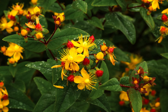 Hypericum Perforatum" Images – Browse 7,309 Stock Photos, Vectors, and  Video | Adobe Stock