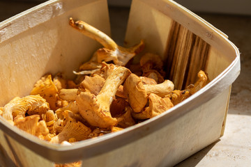 Close up of orange ripe chanterelles lying in a wooden basket 