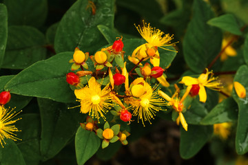 Gelbe Blüten des Johanniskrautes, Hypericum perforatum