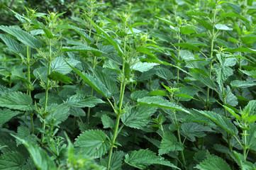 Overgrown nettles Urtica dioica