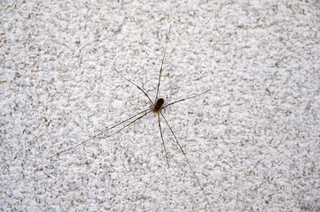 A spider with very long legs and a small body on a white house wall.