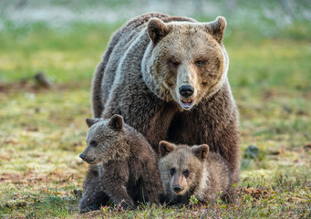 Obraz na płótnie Canvas She-bear and cubs on the bog in the summer forest. Natural Habitat. Brown bear, scientific name: Ursus arctos. Summer season.