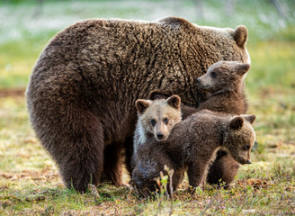 Obraz premium She-bear and cubs on the bog in the summer forest. Natural Habitat. Brown bear, scientific name: Ursus arctos. Summer season.