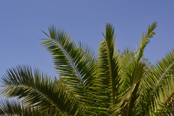 Fototapeta premium Date palm on sky background