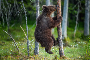 Brown bear cub on the pine tree. Green natural background.  Natural habitat. Summer forest. Scientific name: Ursus arctos.