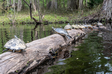 Florida exotic wildlife along the Coast, the Swamps and even at Animal Kingdom 