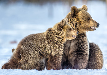 Obraz premium She-Bear and bear cubs on the snow. Brown bears in the winter forest. Natural habitat. Scientific name: Ursus Arctos Arctos.