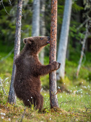 Obraz premium Brown bear cub stands on its hind legs by a tree in summer forest. Scientific name: Ursus Arctos ( Brown Bear). Green natural background. Natural habitat, summer season.