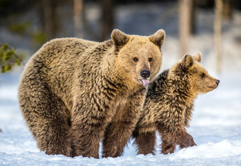 Fototapeta premium She-Bear and bear cubs on the snow. Brown bears in the winter forest. Natural habitat. Scientific name: Ursus Arctos Arctos.