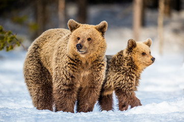 Obraz premium She-Bear and bear cubs on the snow. Brown bears in the winter forest. Natural habitat. Scientific name: Ursus Arctos Arctos.
