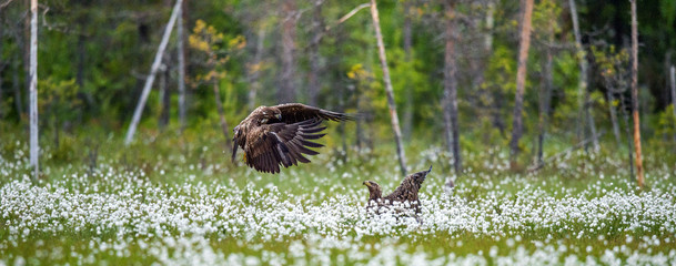 Juvenile White-tailed eagles i in the meadow with white flowers. . Scientific name: Haliaeetus...