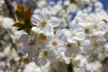 Branch of a blossoming cherry tree with beautiful white flowers against blue sky