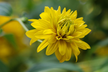 yellow flower head