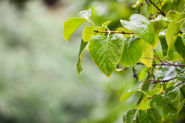 Obraz premium Wet leaves in rainy weather