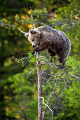 Brown bear cub on the pine tree. Green natural background.  Natural habitat. Summer forest. Scientific name: Ursus arctos.