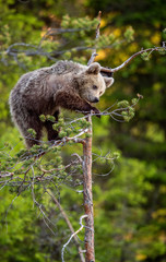 Brown bear cub on the pine tree. Green natural background.  Natural habitat. Summer forest. Scientific name: Ursus arctos.
