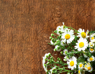 Autumn decor. Daisy flowers on wooden background. Close-up