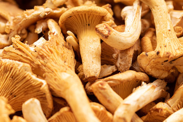 Fresh harvested chanterelle mushrooms in a basket in the kitchen 
