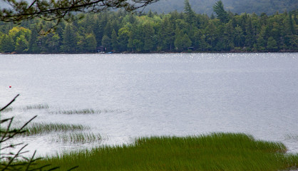 Reeds in the Lake