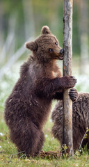 Brown bear cub stands on its hind legs. Scientific name: Ursus Arctos ( Brown Bear). Green natural background. Natural habitat, summer season.