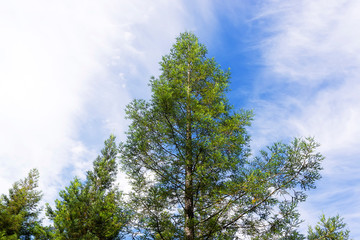 Fototapeta premium sequoias plantation redwood forest in Poio village , Pontevedra , Spain , Europe