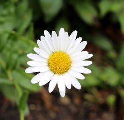 Obraz premium A close view of a white and yellow daisy in the garden.