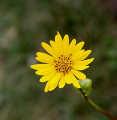 A close view on the yellow flower in the garden.