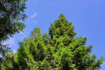 sequoias plantation redwood forest  in Poio village , Pontevedra , Spain , Europe