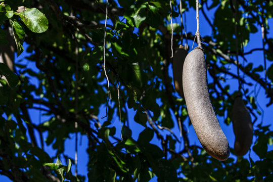 Leberwurst
