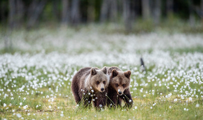 Brown bear cubs on the bog among white flowers. Bear Cub stands on its hind legs. Scientific name: Ursus arctos.