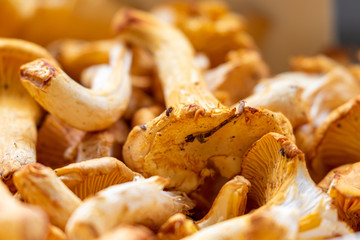 Close up of orange ripe mushrooms in a basket in the kitchen 