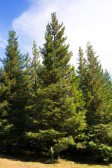 Fototapeta na wymiar sequoias plantation redwood forest in Poio village , Pontevedra , Spain , Europe