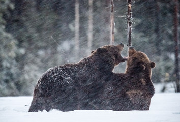 Fighting Brown bears on the snow. Two adult brown bears fighting on snow. Evening twilight....